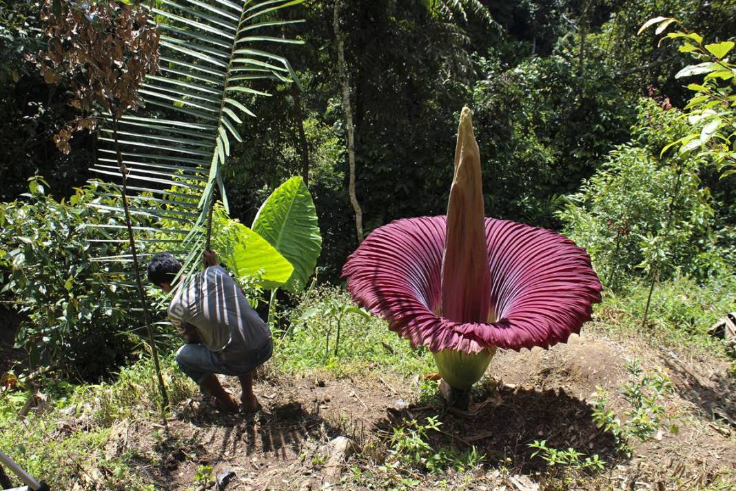 Dünyanın en kötü kokulu 'leş çiçeği' açtı! Kokudan kimse yanına yaklaşamıyor 13